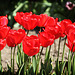 Tulips 4
