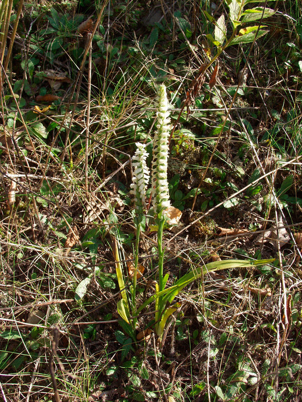 Spiranthes cernua (Nodding Ladies'-tresses orchid)