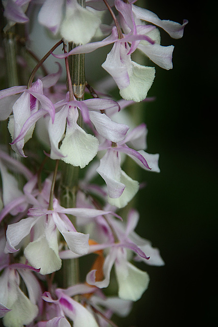 Orchids 28
