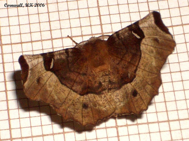 1919 Selenia tetralunaria (Purple Thorn)