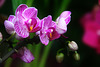 Orchids 29