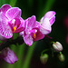Orchids 29