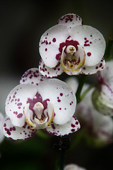 Orchids 25