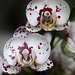 Orchids 25