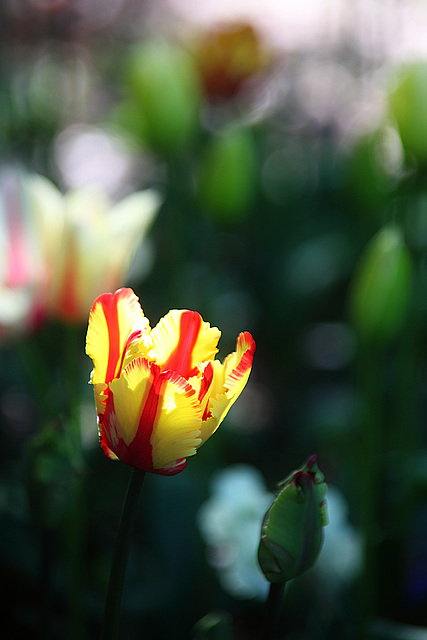 Yellow-Red Tulip