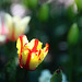 Yellow-Red Tulip