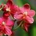 Orchids 26