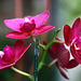Orchids 30