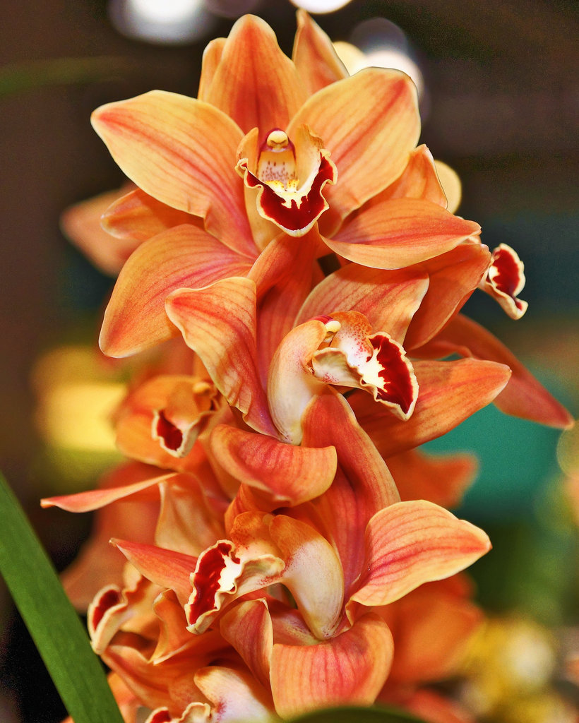 Cymbidium Mighty Sunset "Jerry" – Pennsylvania Convention Center, Philadelphia, Pennsylvania