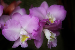 Orchids 31
