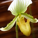 Orchid 7