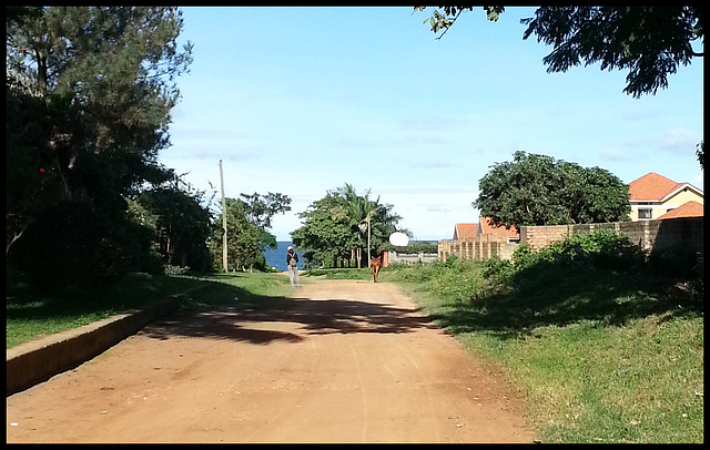 Just going for a walk with the local cow...