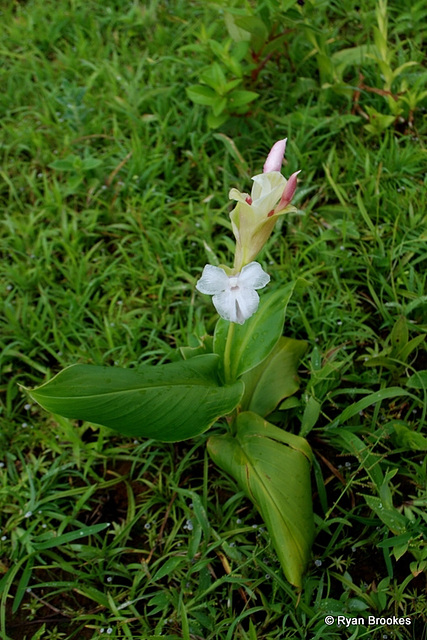 20090924-0409 Curcuma caulina J.Graham