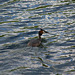 Great Crested Grebe
