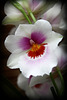 Orchid 10