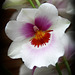 Orchid 10