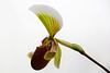 Orchid 9