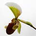 Orchid 9