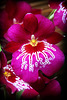 Orchid 11