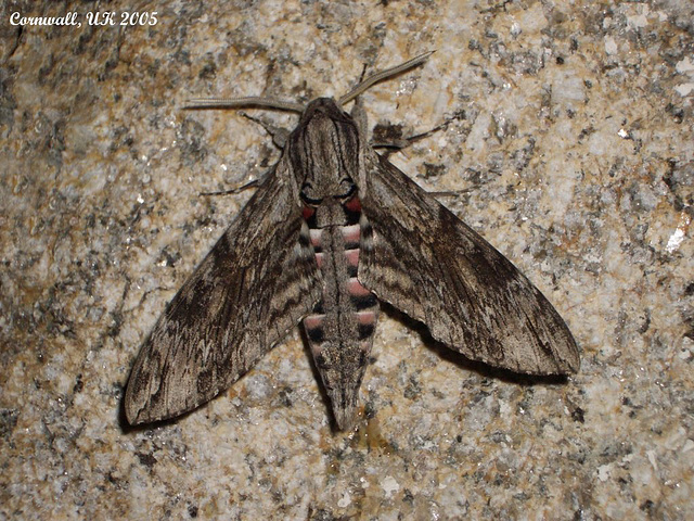 1972 Agrius convolvuli (Convolvulus Hawkmoth)