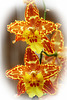 Orchids 33