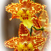 Orchids 33