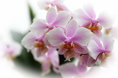 Orchids 32