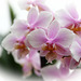 Orchids 32
