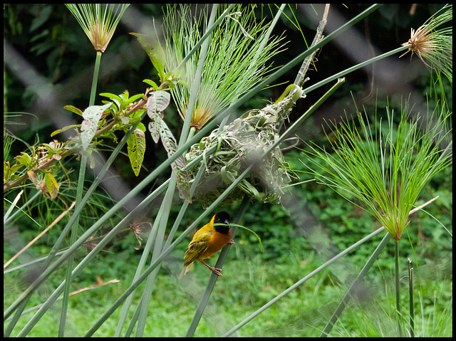 Weaver bird