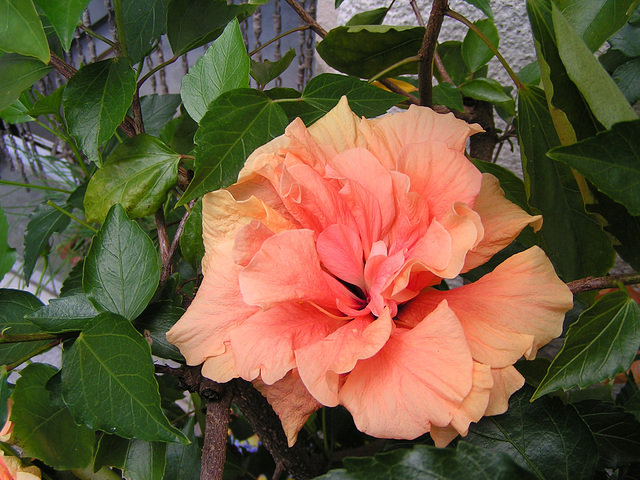 Hibiskus 006