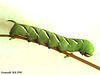 1976 Sphinx ligustri (Privet Hawkmoth)