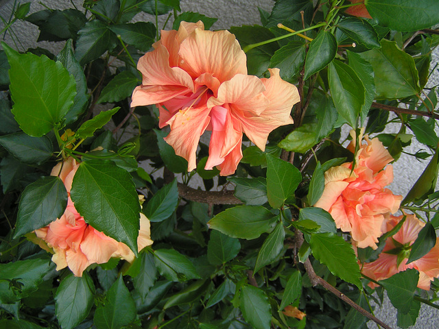 Hibiskus 007