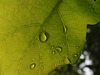 Drops On A Leaf