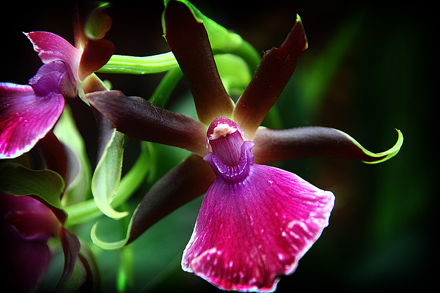 Orchid 12