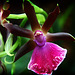 Orchid 12