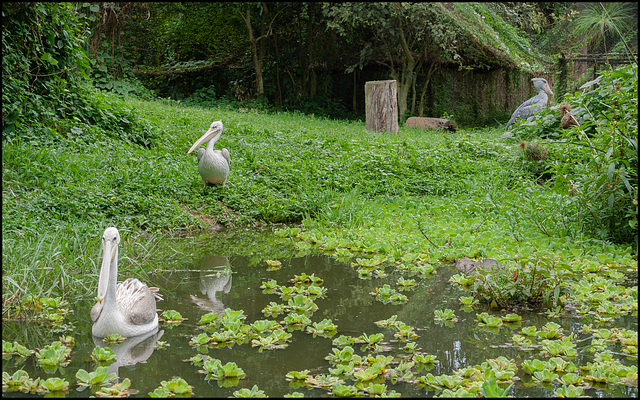 Child-eating shoebill