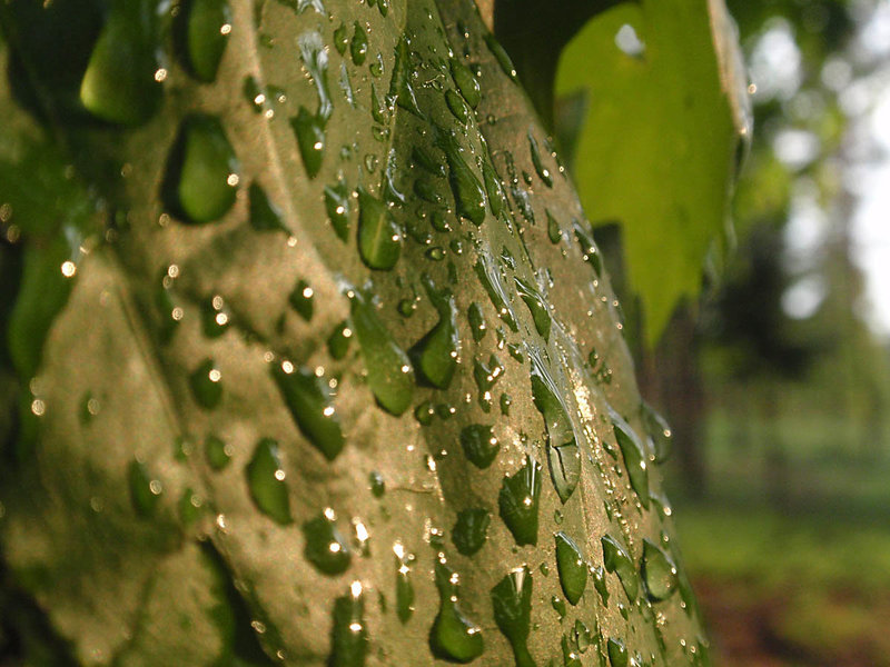 Green Drops