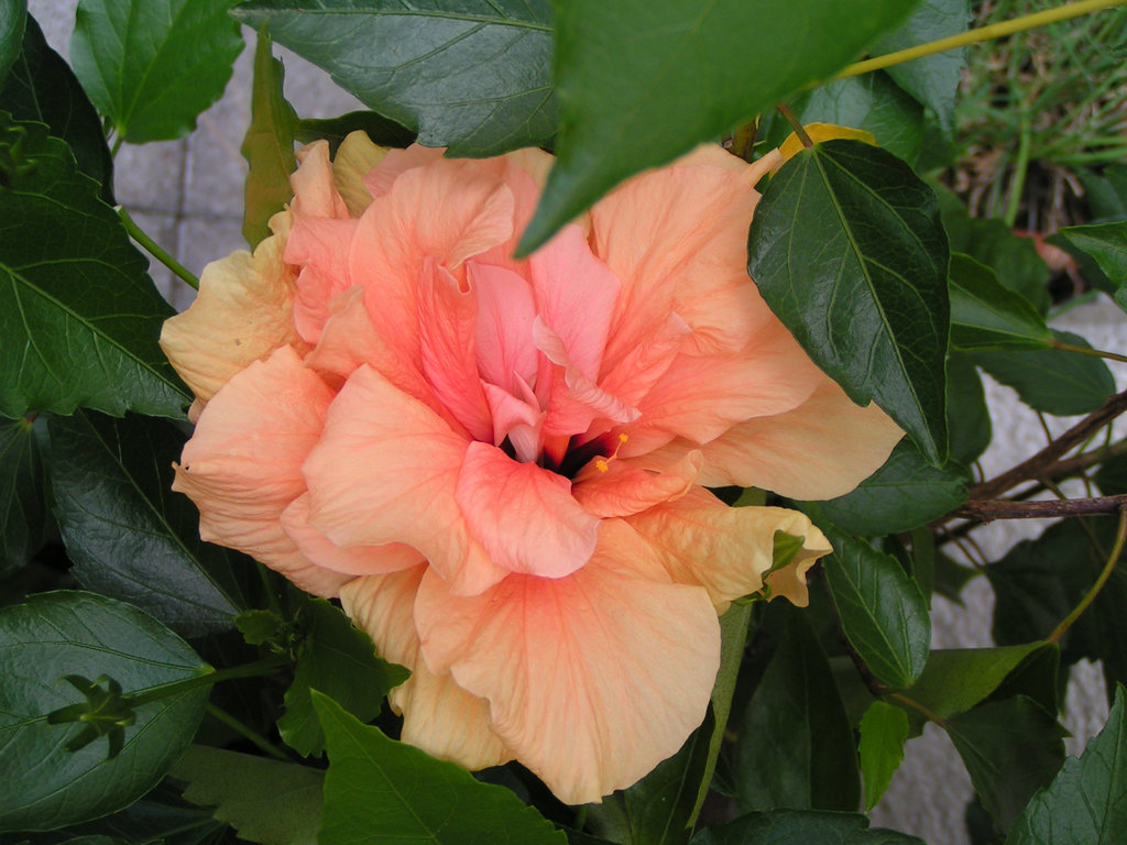 Hibiskus 008