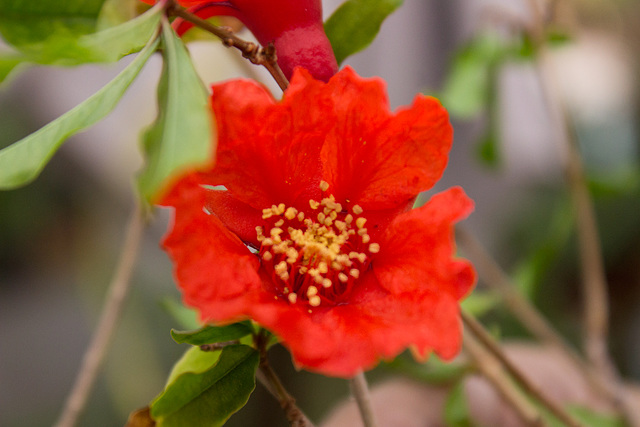 Pomegranate flower