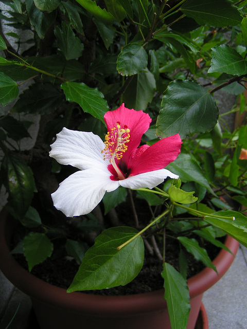 Hibiskus 019