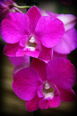 Orchids 34