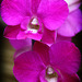 Orchids 34