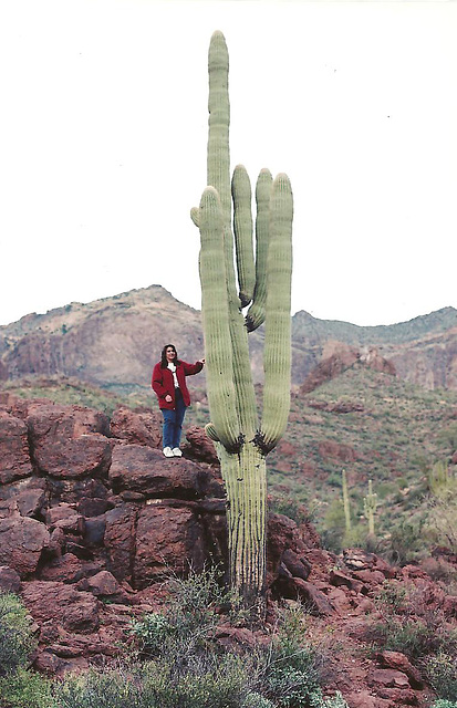 Giant Saguaro