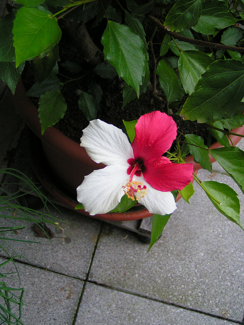 Hibiskus 024