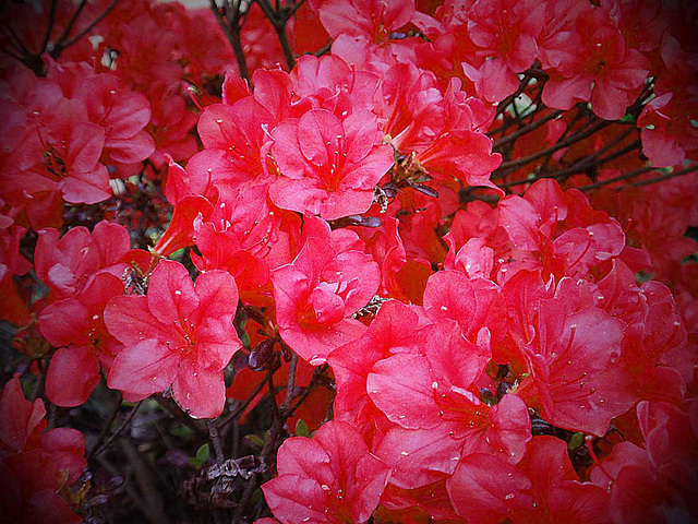 Scarlet Flowers_1