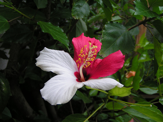 Hibiskus 026