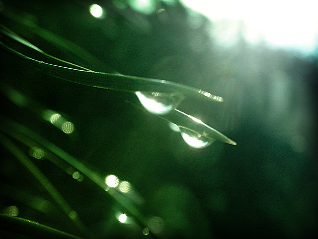 Needles & Droplets_1