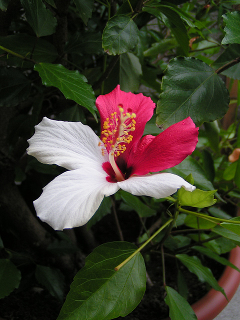 Hibiskus 027