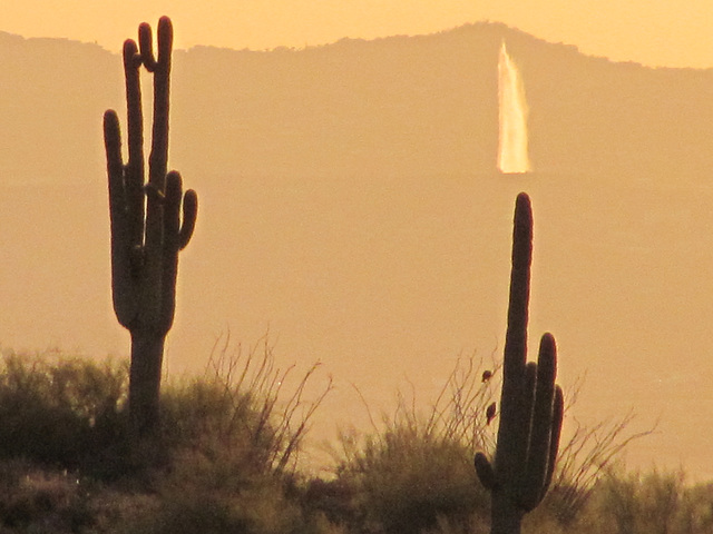 Cactus Candle