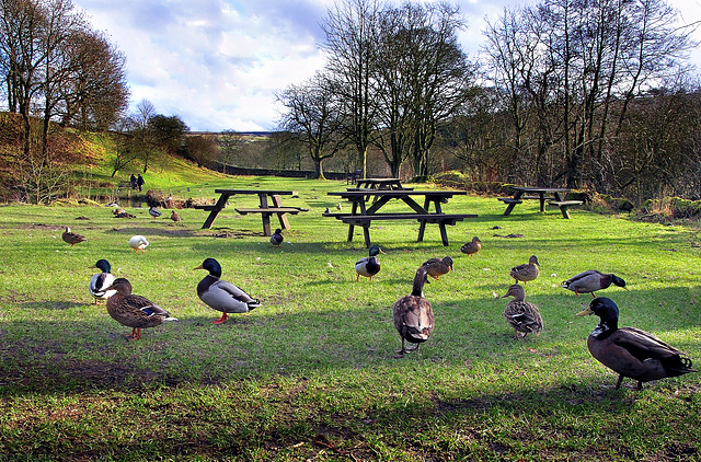 Wycoller.....land of ducks.